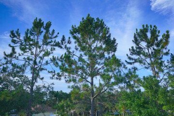 tall pine tree and blue sky