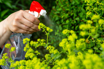 Flowers care and tending garden growth. Spraying plants. Alchemilla mollis