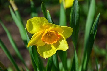 Yellow daffodil flower in the garden in spring