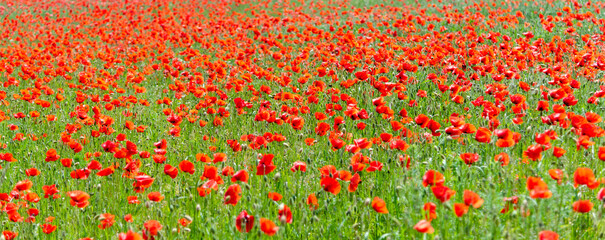 Red poppy flower field. Beautiful natural landscape