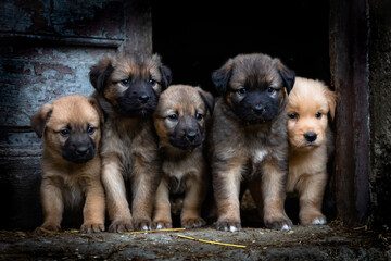 Cinco cachorros se asoman al mundo exterior.