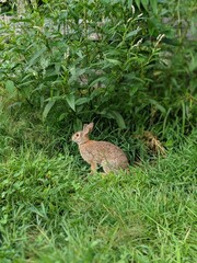 Naklejka na ściany i meble Wild rabbit in the grass