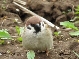 A Sparrow on a tree on a summer day