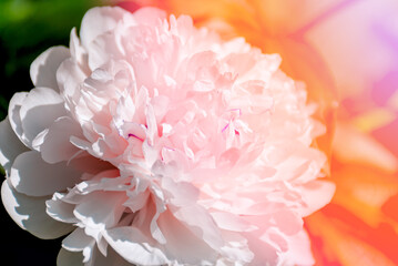 Beautiful large white peony flowers on a bush in the garden close-up macro with soft focus