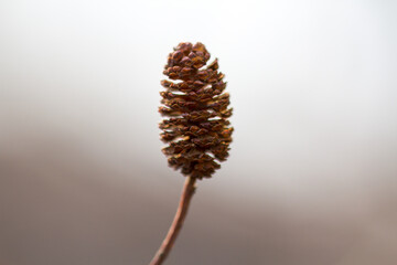 Alder cones hang on a tree branch. Natural materials. Medicinal fruits, tannins, health promotion.