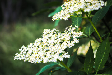 Blooming elderflower in garden (Sambucus nigra)