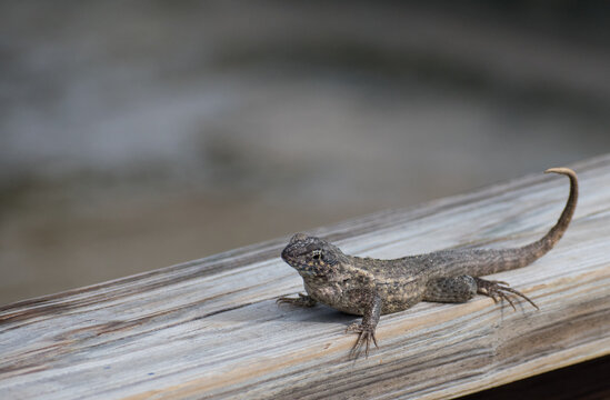 Curly-tailed lizard on a wood railing at the beach in South Florida. Leiocephalidae lizard. Reptile on a wood railing with soft-focus background.