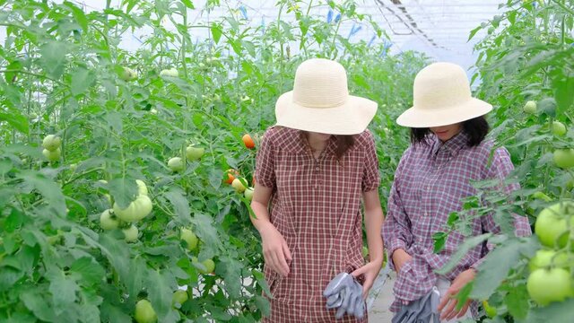 Two beautiful girls pick tomatoes from the company. Work on plantations. Greenhouse of organic tomatoes. Women's work