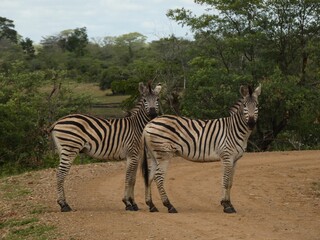 Fototapeta na wymiar Two zebras on the sand road, Mahango Game Park, Namibia