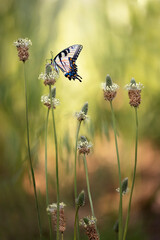 Eastern yellow swallowtail butterfly on a ribwort flower