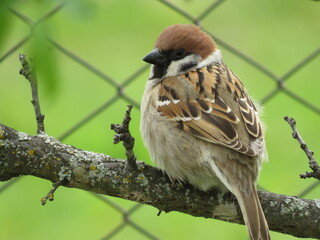 A Sparrow on a tree on a summer day