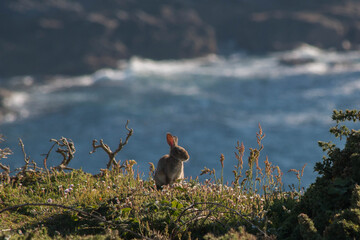 Rabbit on grassy cliff with waves and rocks behind