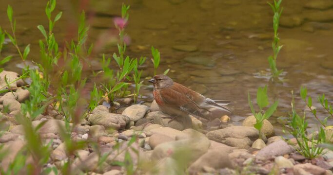 Linnet finch bird resting on stones river bank shore