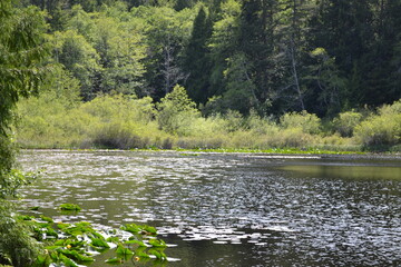 Blinkhorn Lake closeup taken in Sooke, Vancouver Island.
