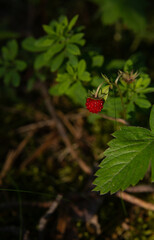 one red wild strawberry berry