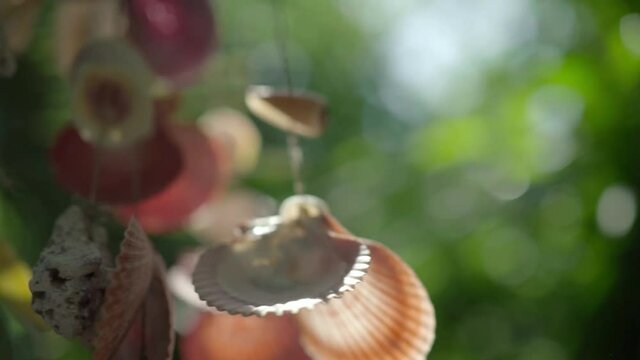 Shells Close Up