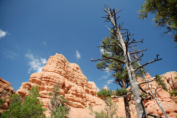 Red Canyon Cliffs and Dead Tree