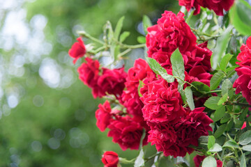 Fototapeta premium rose bush flowers during blossoming after rain