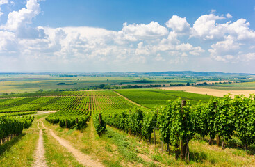 Vineyard