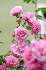 rose bush flowers during blossoming after rain