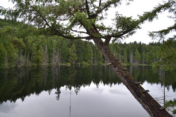 Fototapeta na wymiar Killarney Lake Rope Swing, Vancouver Island.