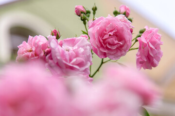 rose bush flowers during blossoming after rain