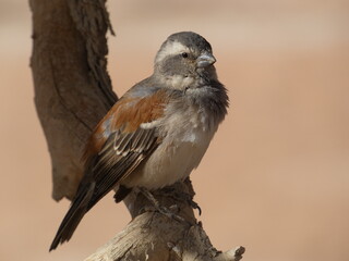 Southern grey-headed sparrow (Passer diffusus) - passerine bird perched on a dried tree trunk, Namibia