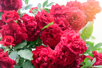 rose bush flowers during blossoming after rain