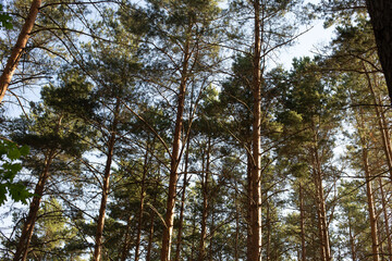 pine trees in the forest stretching into the sky