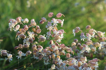 Blooming pink white Silene vulgaris with dew droplets and bokeh.