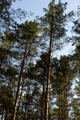 pine trees in the forest stretching into the sky