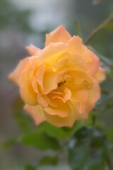 Closeup of yellow orange rose blossom Sahara covered with dew droplets on blurred background 