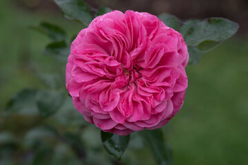 Closeup of Leonardo da Vinci Rose blossom on green blurred background