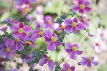 Closeup of pink Japanese windflowers in the garden