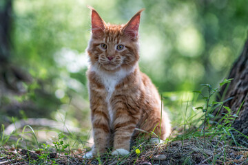 A big maine coon kitten sitting on a tree in a forest in summer.
