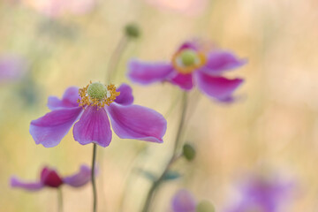 Closeup of pink Japanese windflowers on blurred background