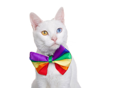 Portrait of a white khao Manee cat with heterochromia wearing a rainbow colored bow tie looking slightly to viewers right, isolated on white. Gay Pride theme.