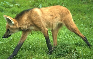 Obraz premium Long Legged Fox/Dog/Wolf