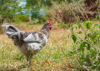 rooster in the grass