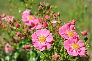 Bienenweide Rose rosa,
Bienenfreundliche Beetrose
