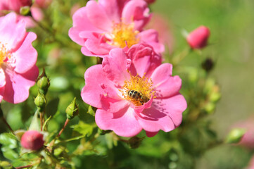 Bienenweide Rose rosa,
Bienenfreundliche Beetrose
