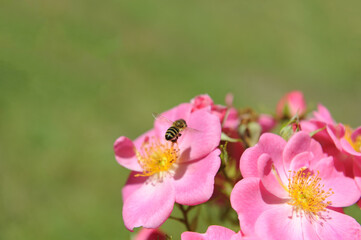 Bienenweide Rose rosa,
Bienenfreundliche Beetrose
