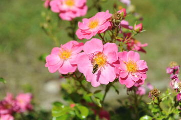 Bienenweide Rose rosa,
Bienenfreundliche Beetrose
