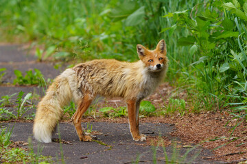 キタキツネ