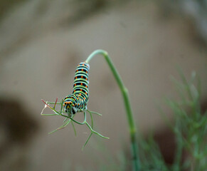 Preciosa de oruga macaón sobre una rama de hinojo, deseando conocerla de mariposa. Será un espectáculo