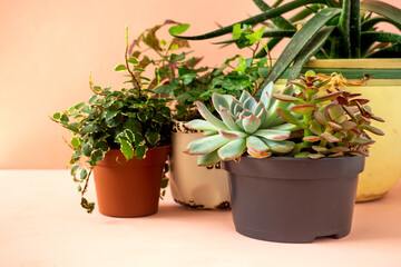 Trending collection of various indoor plants and succulents pink background