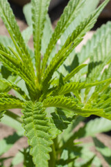 cannabis leaf close up marijuana plant green leaf edges 