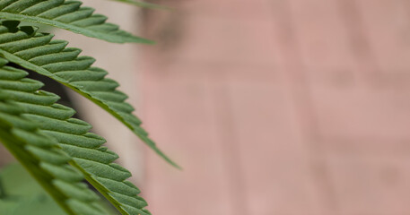 cannabis leaf close up marijuana plant green leaf edges 