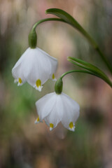 Spring snowflake flowers macro
