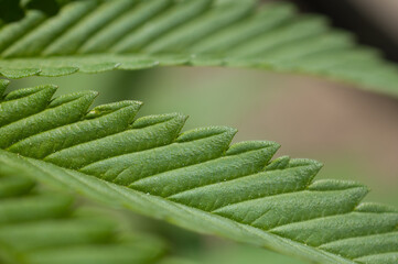 cannabis leaf close up marijuana plant green leaf edges 